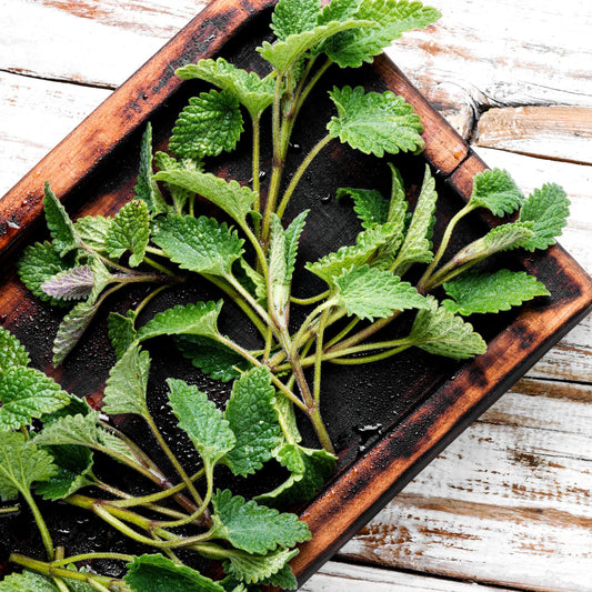 Lemon Balm