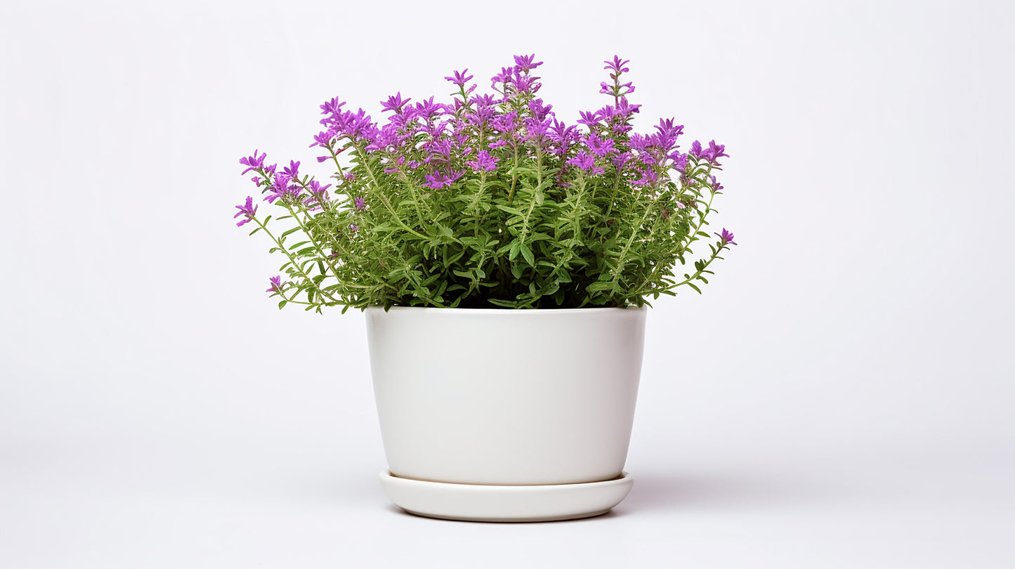 Creeping Thyme