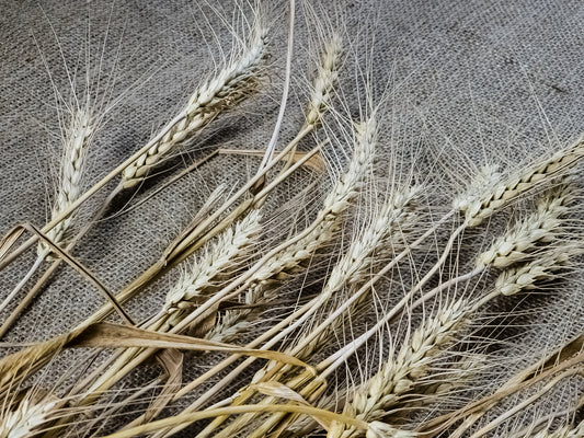 Silver Tip Wheat Triticum