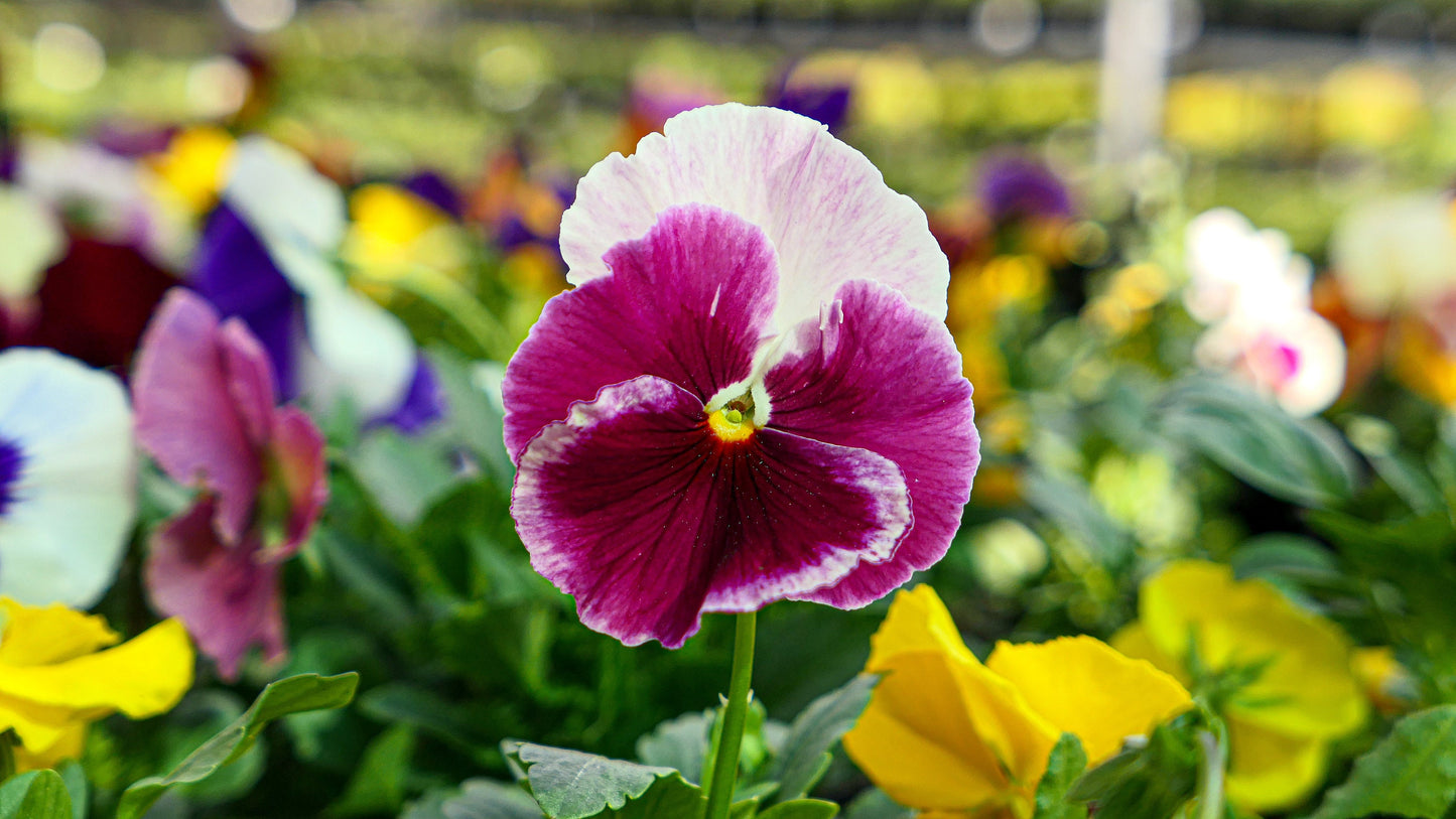 Pansy Swiss Giants Finest Mix