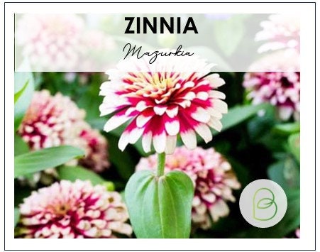 Zinnia Mazurkia