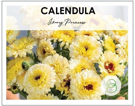 Calendula Ivory Princess