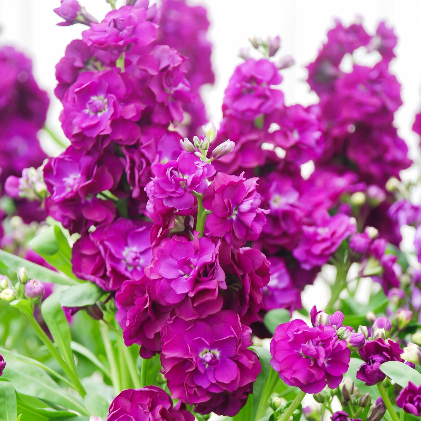 Stock StoX Deep Rose