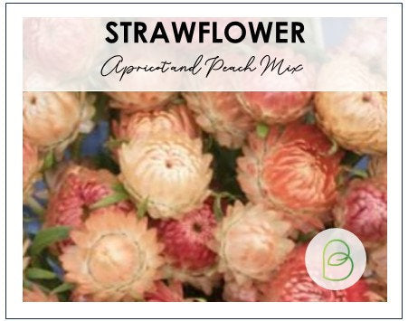Strawflower Apricot and Peach Mix