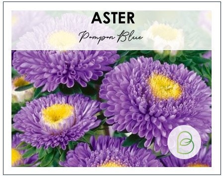 Aster Pompon Blue