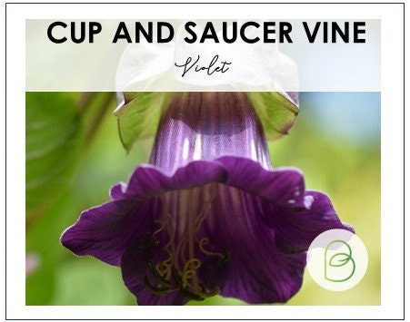 Cup and Saucer Vine violet