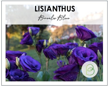 Lisianthus Borealis Blue