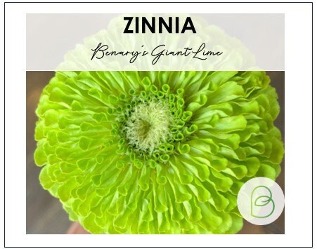Zinnia Benary's Giant Lime