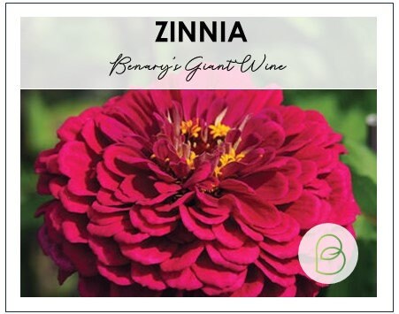 Zinnia Benary's Giant Wine
