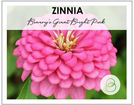 Zinnia Benary's Giant Bright Pink