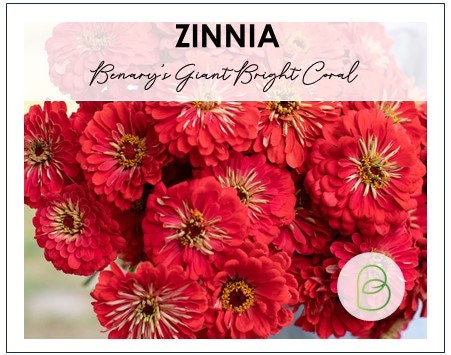 Zinnia Benary's Giant Bright Coral