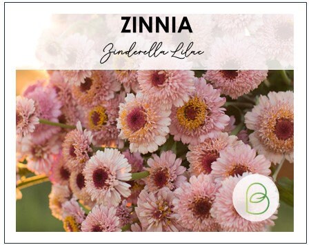 Zinnia Zinderella Lilac