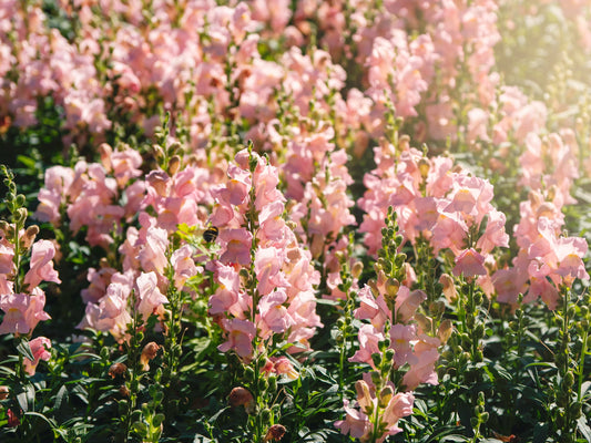 Snapdragon Cannes Pink Seeds, 20 seeds, Antirrhunium