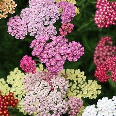Yarrow Flowerburst Fruitbowl