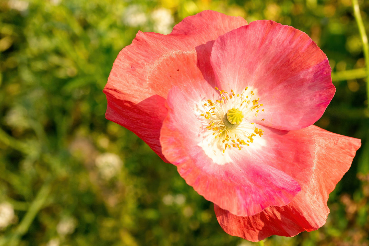 Poppy California Carmine King
