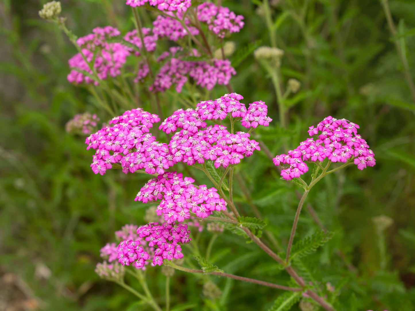Yarrow Flowerburst Fruitbowl