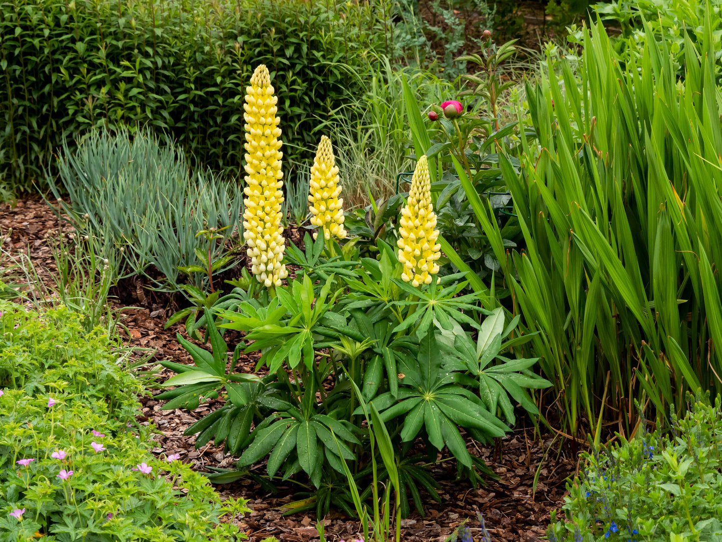 Yellow Lupine