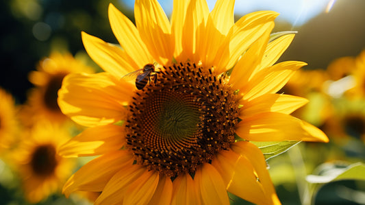 Sunflower Mammoth Grey Stripe