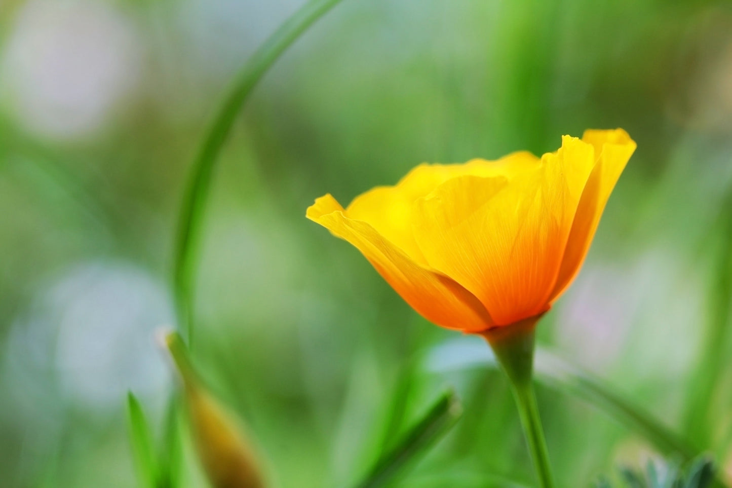 Poppy Golden West California