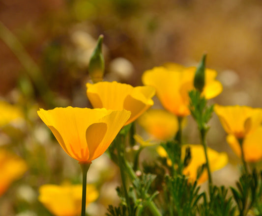 Poppy Golden West California