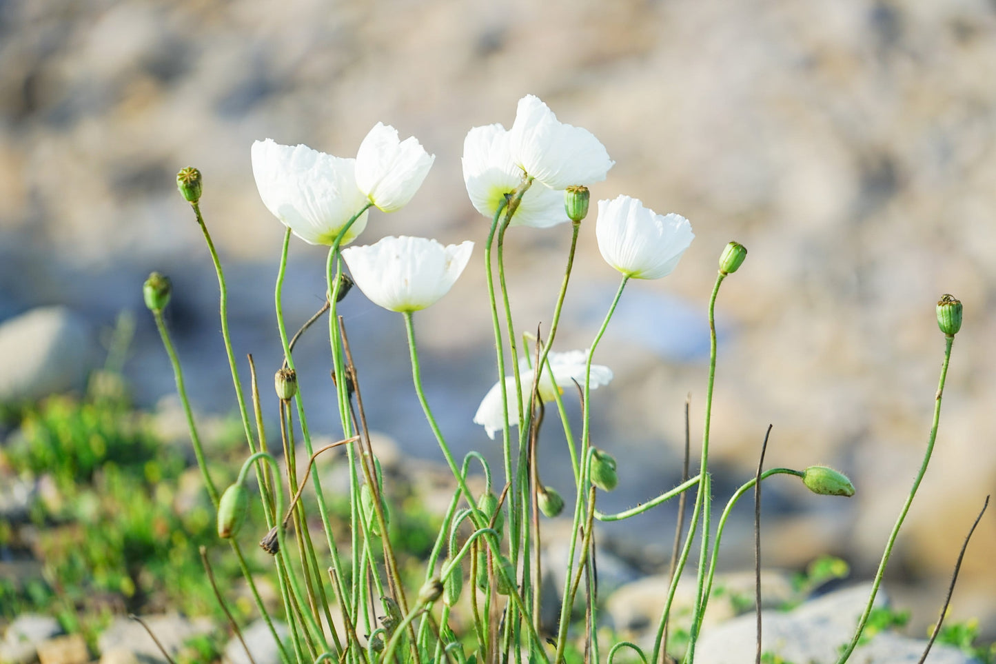 Poppy