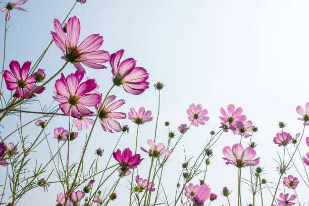 Cosmos Picotee Seeds 1g 125 seeds, Cut Flower Seeds