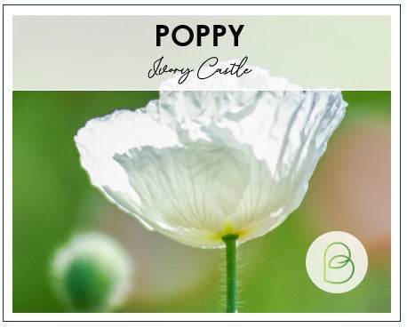 Poppy