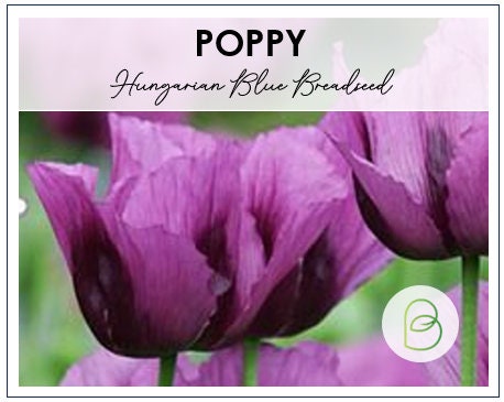 Poppy Hungarian Blue Breadseed