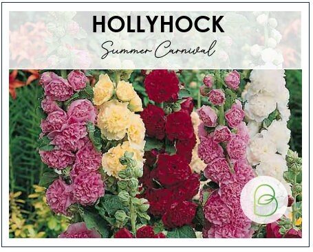 Hollyhock Summer Carnival Mix