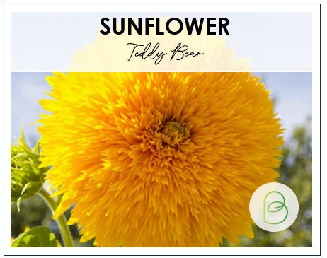 Sunflower Teddy Bear