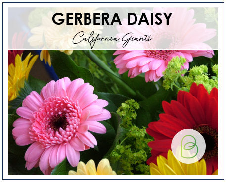 California Giants Gerbera Daisy Seed Mix - 10 Seeds