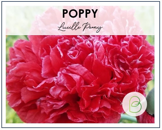 Poppy Lucille Peony Organic