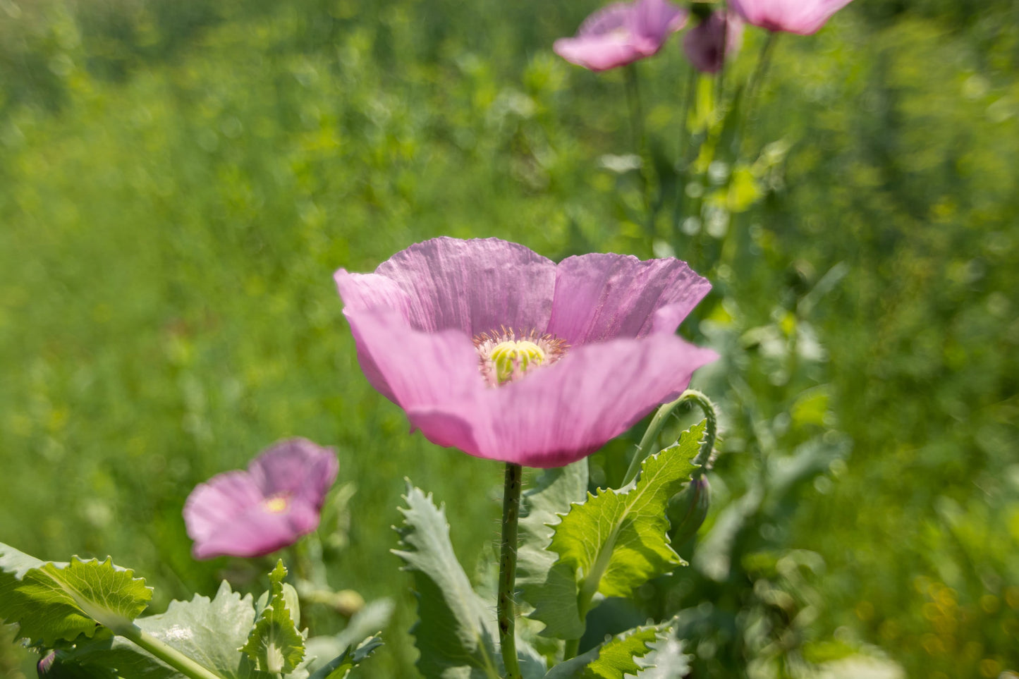 Poppy Purple Gleam California