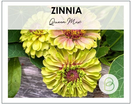 Zinnia Queen Mix
