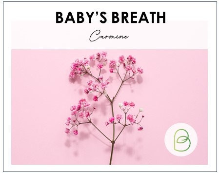Babys Breath Deep Carmine