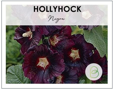 Hollyhock Nigra