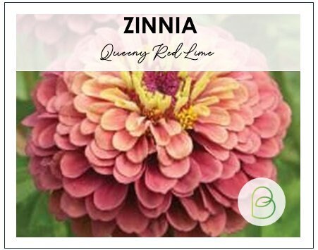 Zinnia Queeny Red Lime