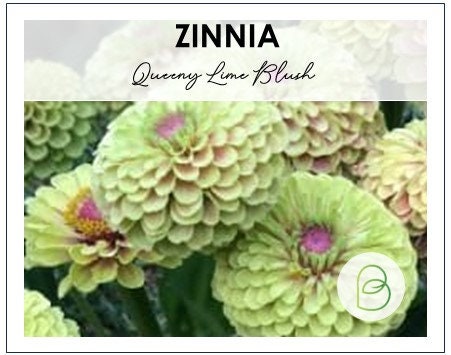 Zinnia Queeny Lime Blush