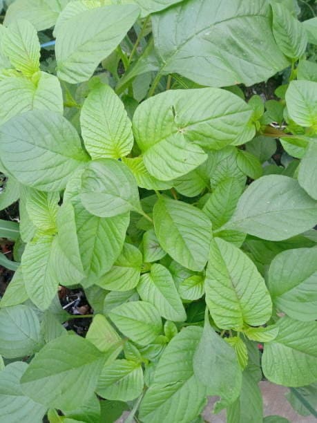 Amaranth Autumn's Torch