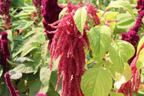Love Lies Bleeding 50+ Seeds, Amaranthus caudatus