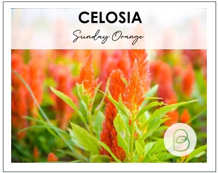 Celosia Sunday Orange