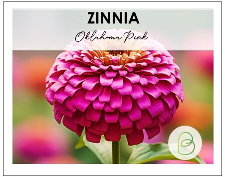 Zinnia Oklahoma Pink