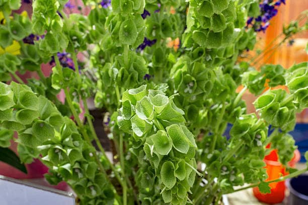 Bells of Ireland