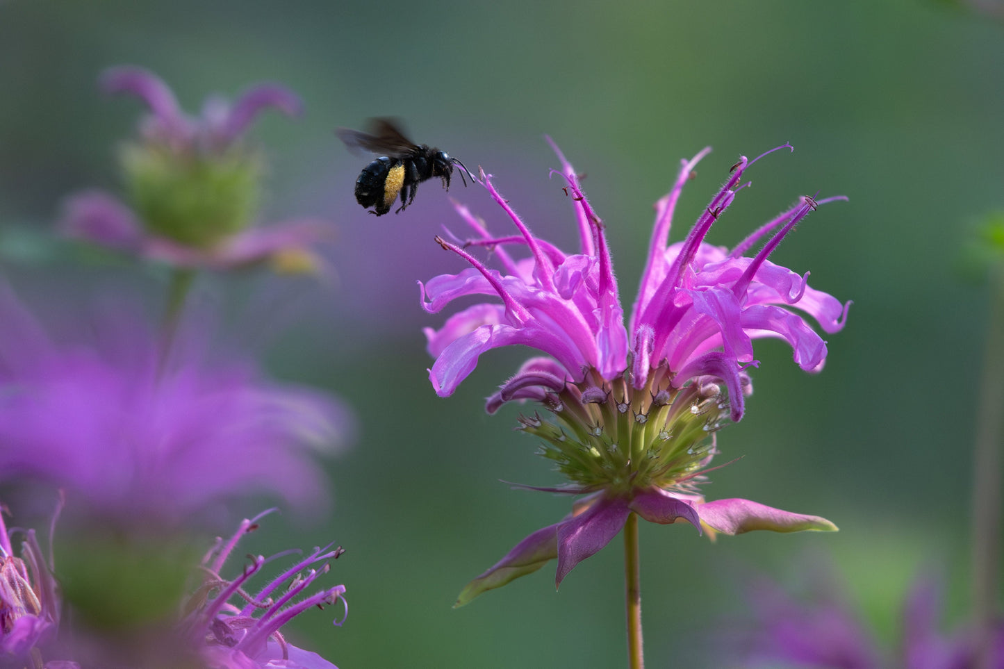 Wild Bergamot 650 Seeds, 0.25g, Monarda, Bee Balm, Pollinator Flowers, Heirloom Herb Seeds, Wild flower seeds, Flower mix, Monarda Fistulosa