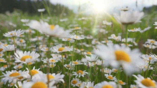 Roman Chamomile