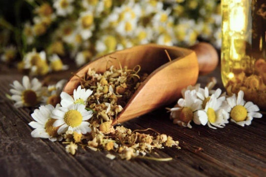 Roman Chamomile