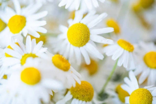 Roman Chamomile