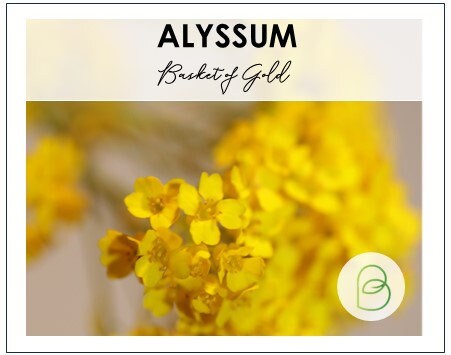 Alyssum Basket of Gold