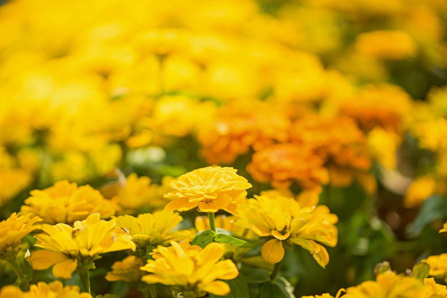 Zinnia Popcorn Mix