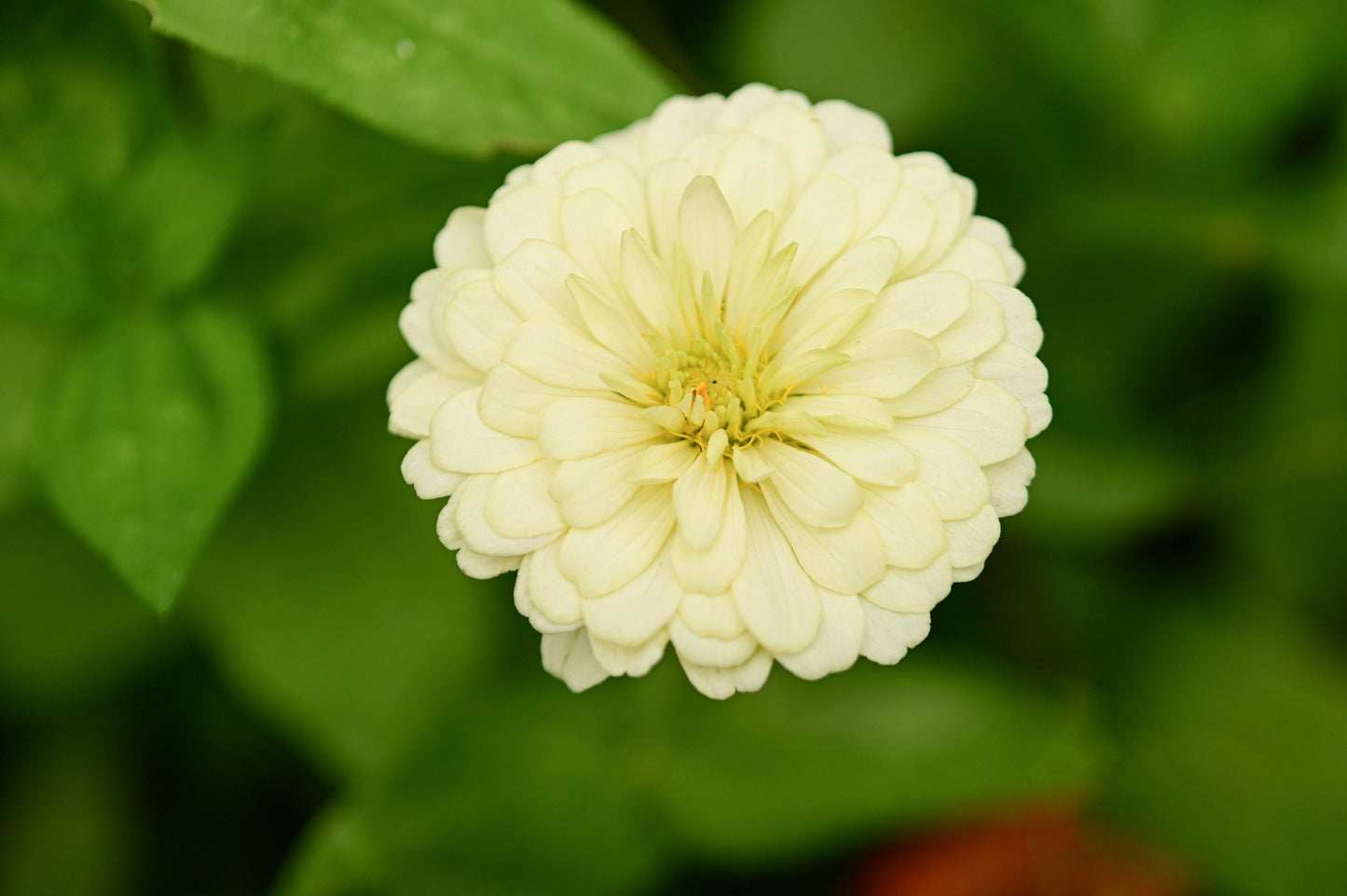 Zinnia Popcorn Mix